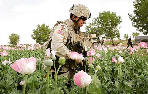 US soldier in poppy field. Source Atlantic Council